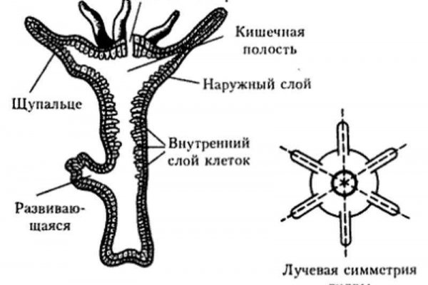 Кракен kr2web in маркетплейс