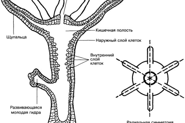 Ссылки на сайты даркнета